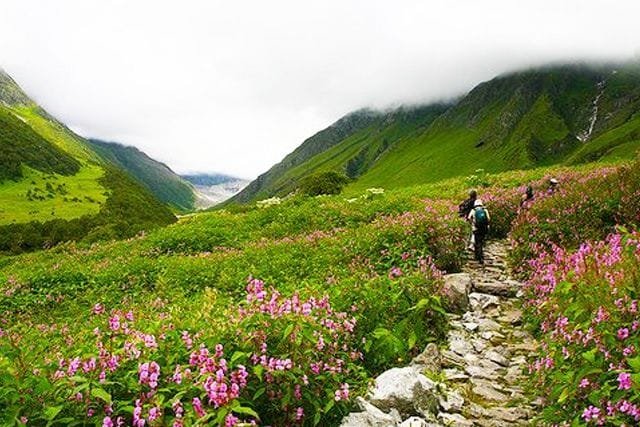 valley of flowers